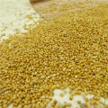 China Origin Yellow White Broom Corn Millet